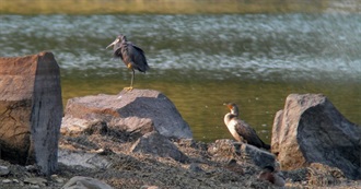 Birds on the New Hampshire Review List