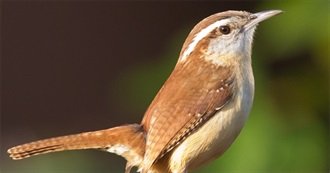 South Carolina&#39;s Special Birds