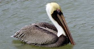 Louisiana&#39;s Special Birds