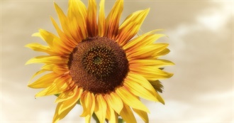 Sunflower Guerilla Gardening Day