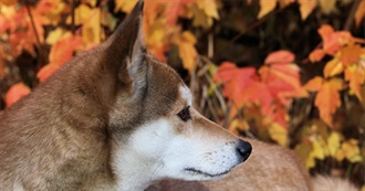 Fetch a Good Dog Book