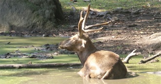 Bronx Zoo