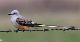 Oklahoma&#39;s Special Birds