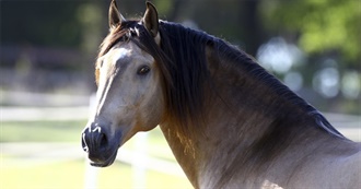 Nikita&#39;s Horses She Has Ridden