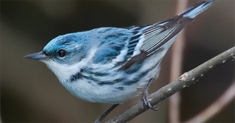 Tennessee&#39;s Special Birds