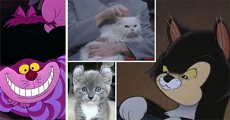 Cats in Pop Culture and Media