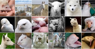 Absolutely Amazing Albino Animals