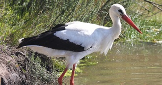 Fictional Storks/Ibises