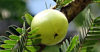 International Fruit Day - 10 Fruits Starting With &quot;I&quot;