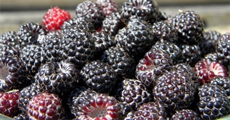 10 Foods With Black Raspberries