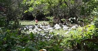 Important Bird Areas: Peninsular Florida