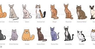 Cat Breeds of the World