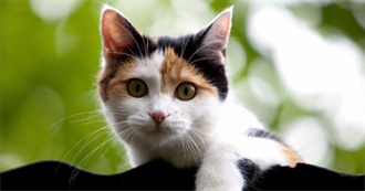 50 Cat Breeds