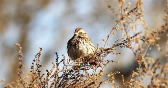 Sparrows of the U.S. ABA Code 1-5