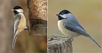 Black-Capped &amp; Carolina Chickadees: U.S. States With Both Species