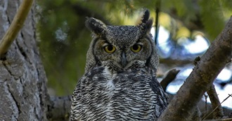 Owls and Nightjars of North America