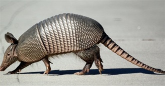 &#39;A&#39; Is for Armadillo