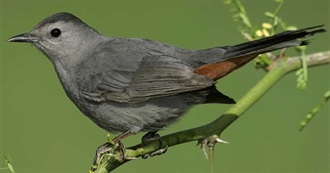 Gray Birds