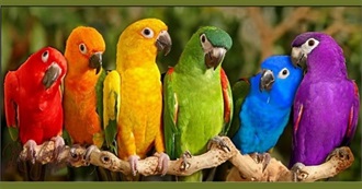 Beautiful Birds