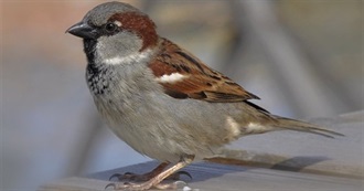 North America&#39;s Introduced Birds