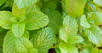 Spearmint!