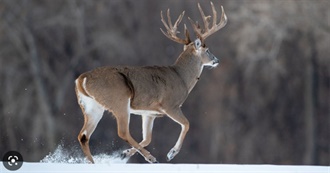 Bucks on Trail Camera