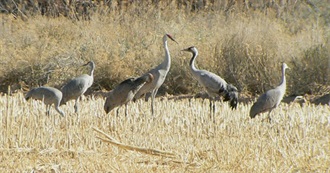 Birds on the Nevada Review List