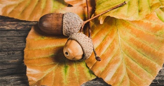 10 Foods With Acorn