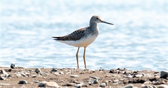 The USA&#39;s Shorebirds