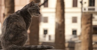 50 Destinations for Crazy Cat People