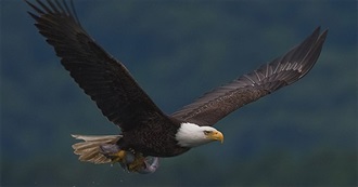 Raptors of North America