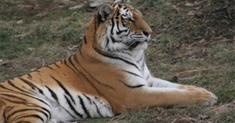 Movies That Everyone Except This Siberian Tiger at the St. Louis Zoo Has Seen