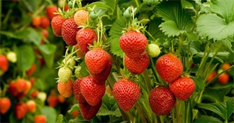 Strawberries in Food