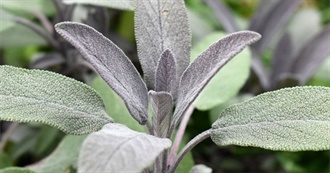 15 Foods With Sage