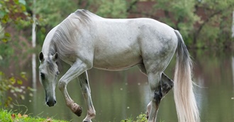 Horse Breeds You&#39;ve Met