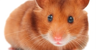 Hamster Lover List