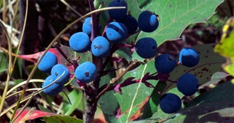 10 Foods With Huckleberries