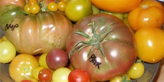 100 Heirloom Tomatoes for the American Garden +