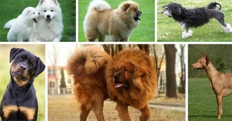 Most Expensive Dog Breeds