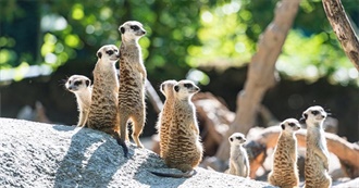 Basel Zoo Animals