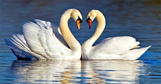 Stories About Swans