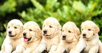 Best Family Dogs According to Good Housekeeping