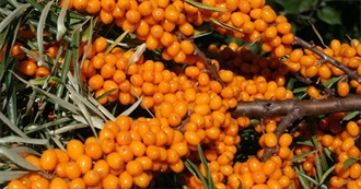 Foods With Sea Buckthorn