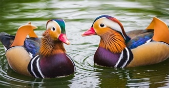 Top 20 Most Beautiful Birds in the World