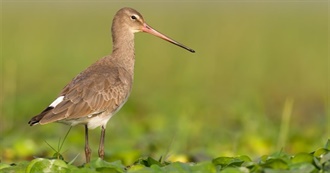 Birds of the Netherlands