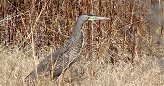 Birds on the Texas Review List