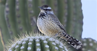 Arizona&#39;s Special Birds