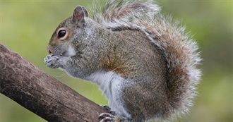 Squirrels of North America