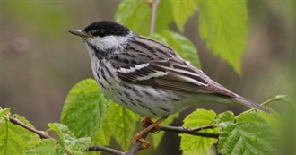 New York&#39;s Special Birds