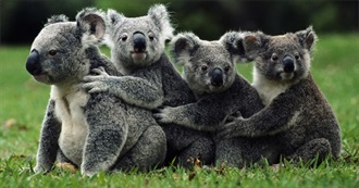 Awesome Australian Animals